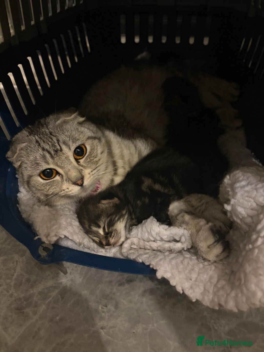 Scottish Fold cats for sale: Rare Scottish Fold - Nebelung Kittens in Liverpool - Advert 5