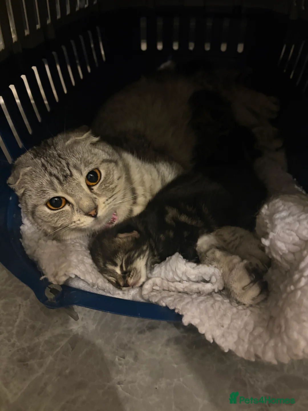 Scottish Fold cats for sale: 🐱💗💝 Ready to go on the 14th of February 💝 💗🐱 - Advert 4