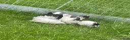 Chickens poultry for sale: Japanese Black Tail hens - Advert 3
