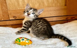 Mixed Breed cats for sale: Ginger Kittens from half Siamese mum - Image 11