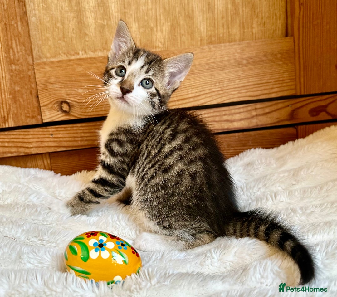 Mixed Breed cats for sale: Ginger Kittens from half Siamese mum - Image 11