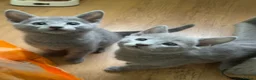 Russian Blue cats for sale: TICA 5* pedigree Russian blue kittens  - Advert 15