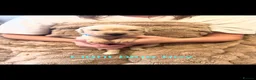 Golden Retriever dogs for sale: Golden retriever puppies  - Advert 6