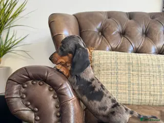 Dachshund dogs Miniature Dachshund Puppies - Advert 1