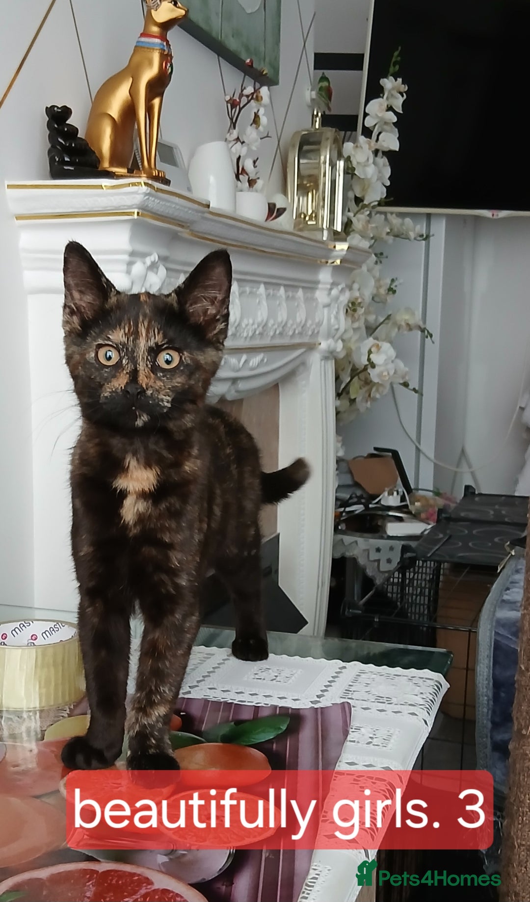 Mixed Breed cats for sale: Three wonderful, friendly girls - Image 1