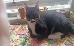 Mixed Breed cats for sale: 1 year old male cat needs rehomed - Image 1