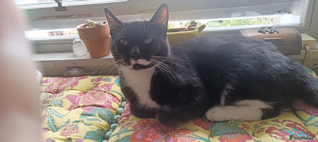 Mixed Breed cats for sale: 1 year old male cat needs rehomed - Image 1