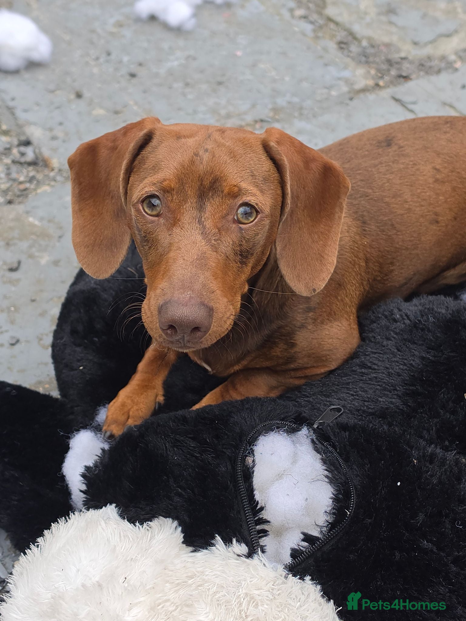 Miniature Dachshund dogs 6 month old boy - Advert 4
