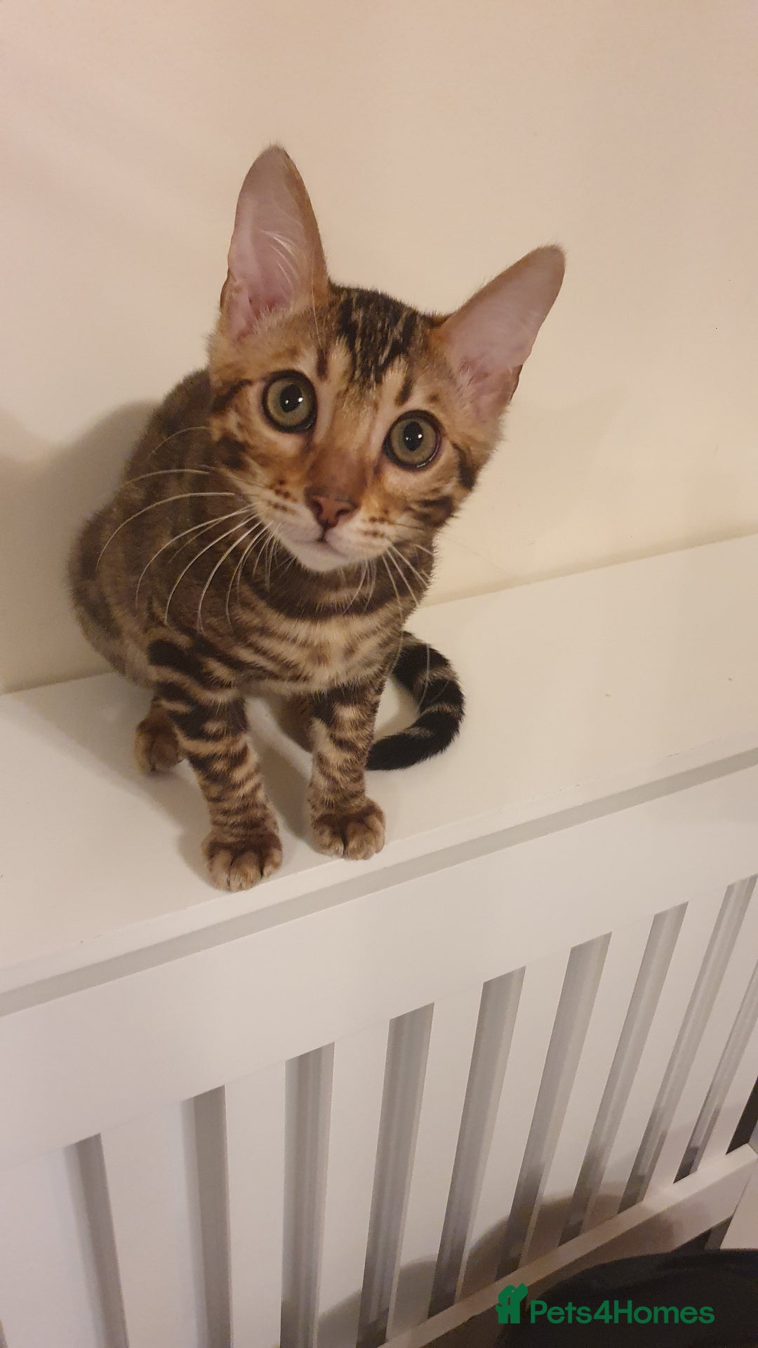 Bengal cats for sale: Beautiful Bengal kittens - Advert 2