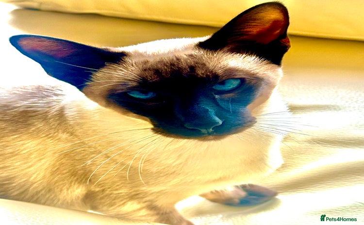 Siamese cats - Advert 1
