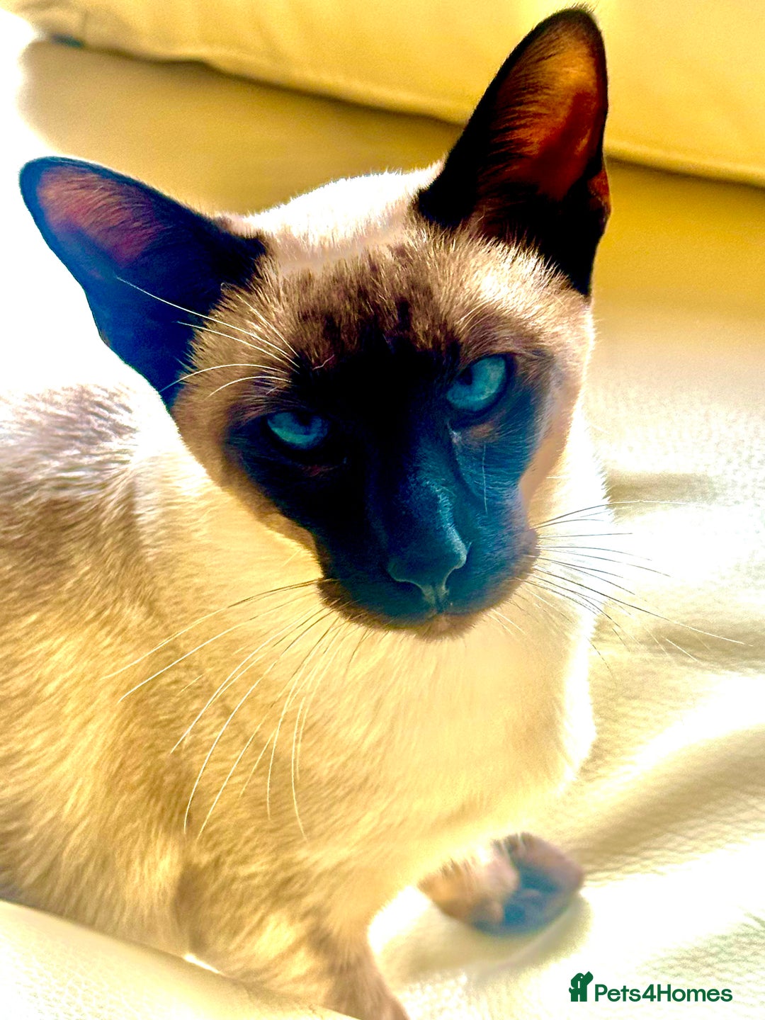 Siamese cats for sale: Seal Point Siamese - Image 1