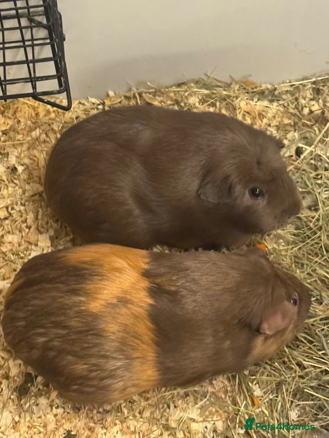 Guinea Pig rodents for sale: Baby guinea pigs mixed breeds  - Advert 5
