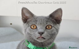 Chartreux cats for sale: Chartreux kittens  - Image 1