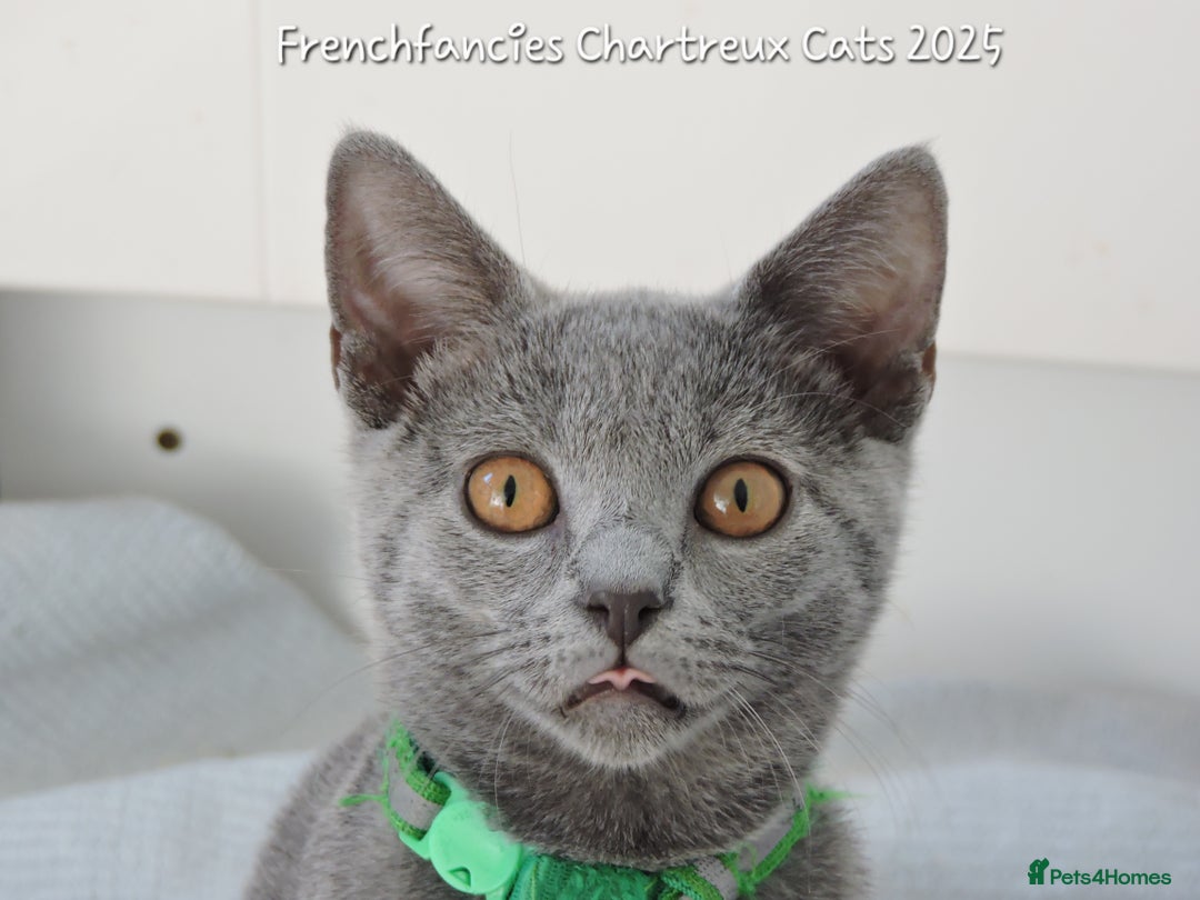 Chartreux cats for sale: Chartreux kittens  - Image 1