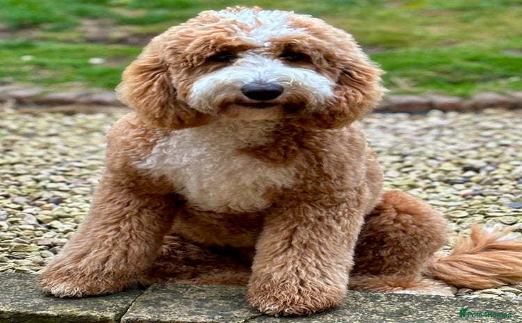 Labradoodle dogs - Advert 3
