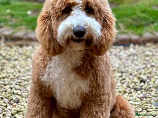 Labradoodle dogs Outstanding Boy F/F -Hips 2/2 Elbows 0/0 - Advert 1