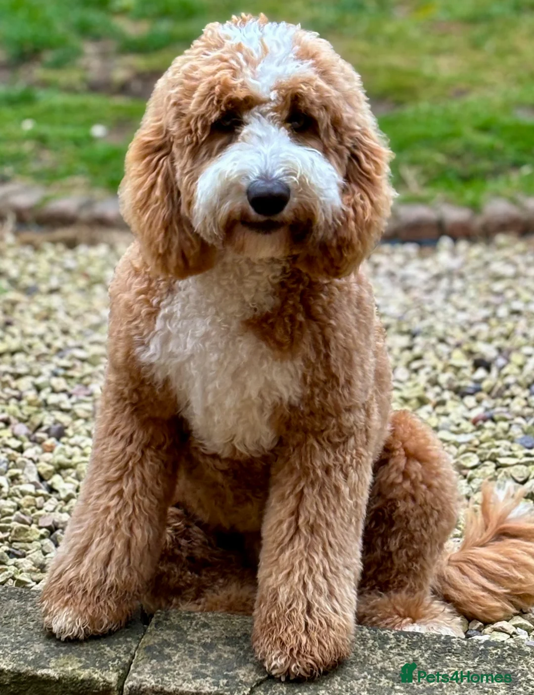 Australian Labradoodle dogs for stud: Outstanding Boy F/F -Hips 2/2 Elbows 0/0  - Advert 2
