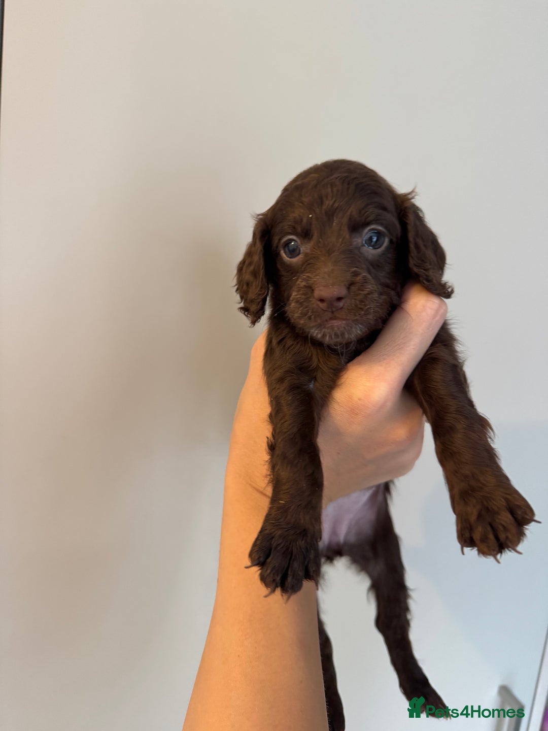 Cockapoo dogs for sale: Merle, Tri& Chocolate f2 Cockapoos (8boys 3girls!) - Image 12