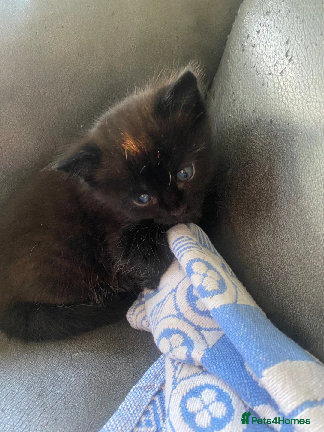 Mixed Breed cats for sale: 3 kittens in London - Advert 2