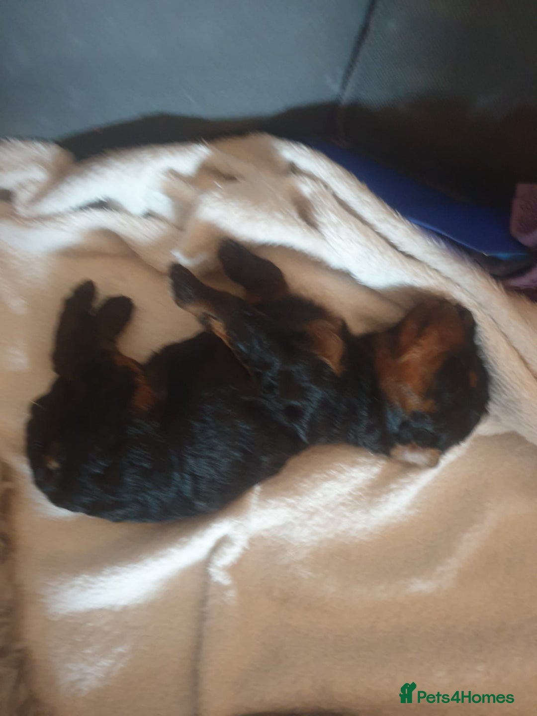 Jackapoo dogs for sale: Jackapoo x Asian toy poodle F1B - Image 14