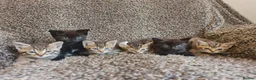 Mixed Breed cats for sale: Kittens for sale  - Advert 13