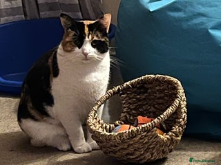 Mixed Breed cats Safe forever home needed for Hammy - Advert 1