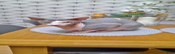 Sphynx cats for sale: Sphinx boy Stefan for rehoming  - Advert 1
