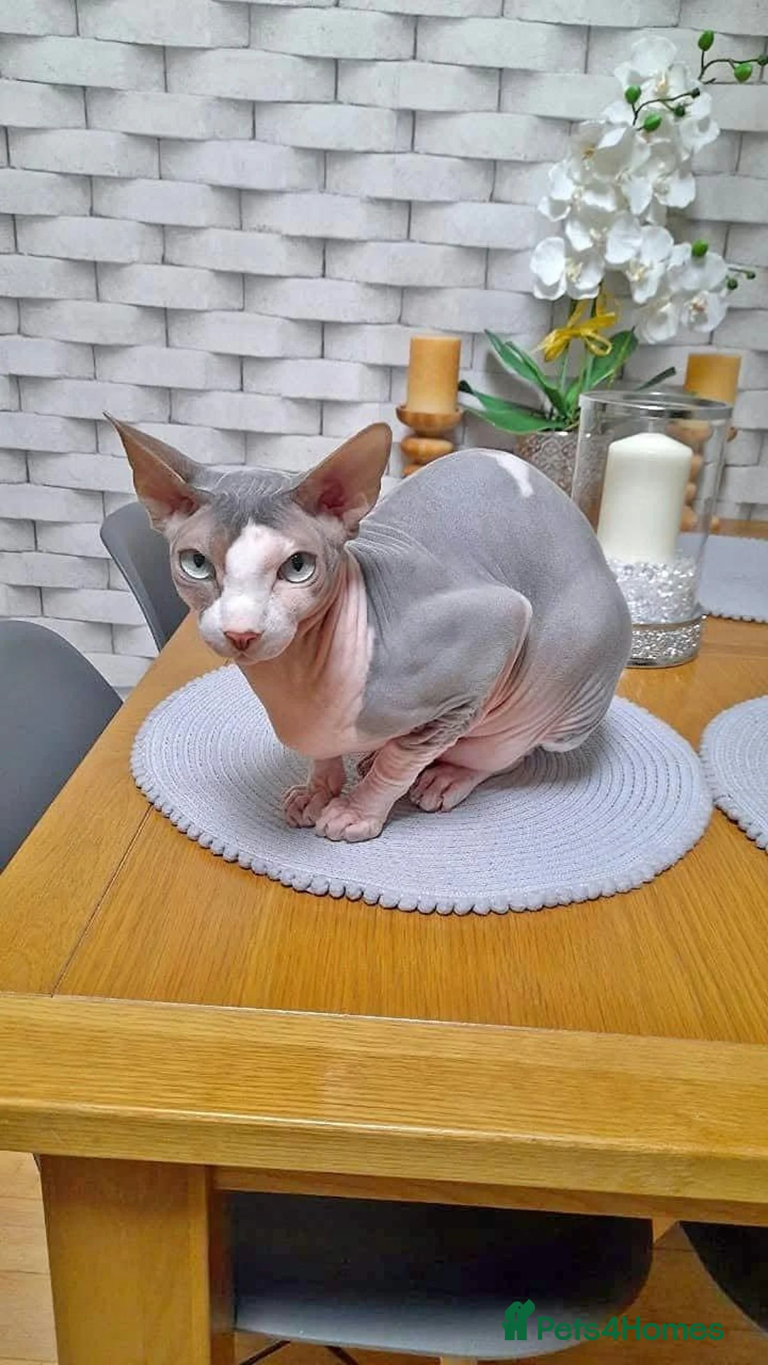 Sphynx cats for sale: Sphinx boy Stefan for rehoming  - Advert 1