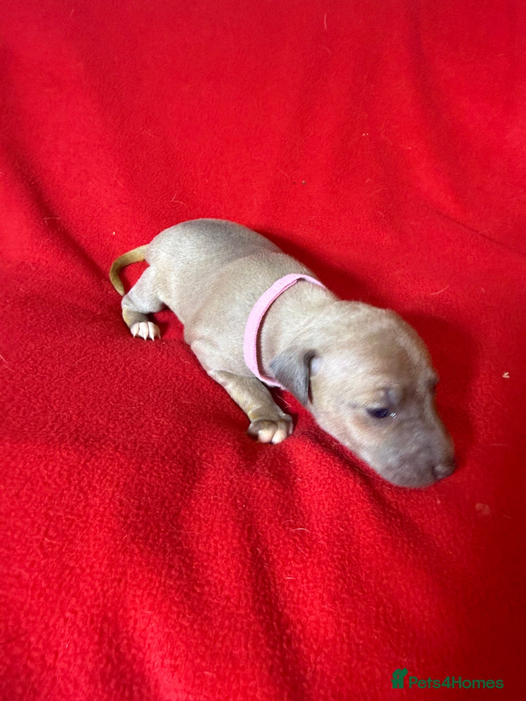Italian Greyhound dogs for sale: KC registered Perfect Italian greyhound puppies  - Advert 15