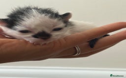 Mixed Breed cats for sale: Seven Tiny Adventures Waiting for Their Families - Advert 14