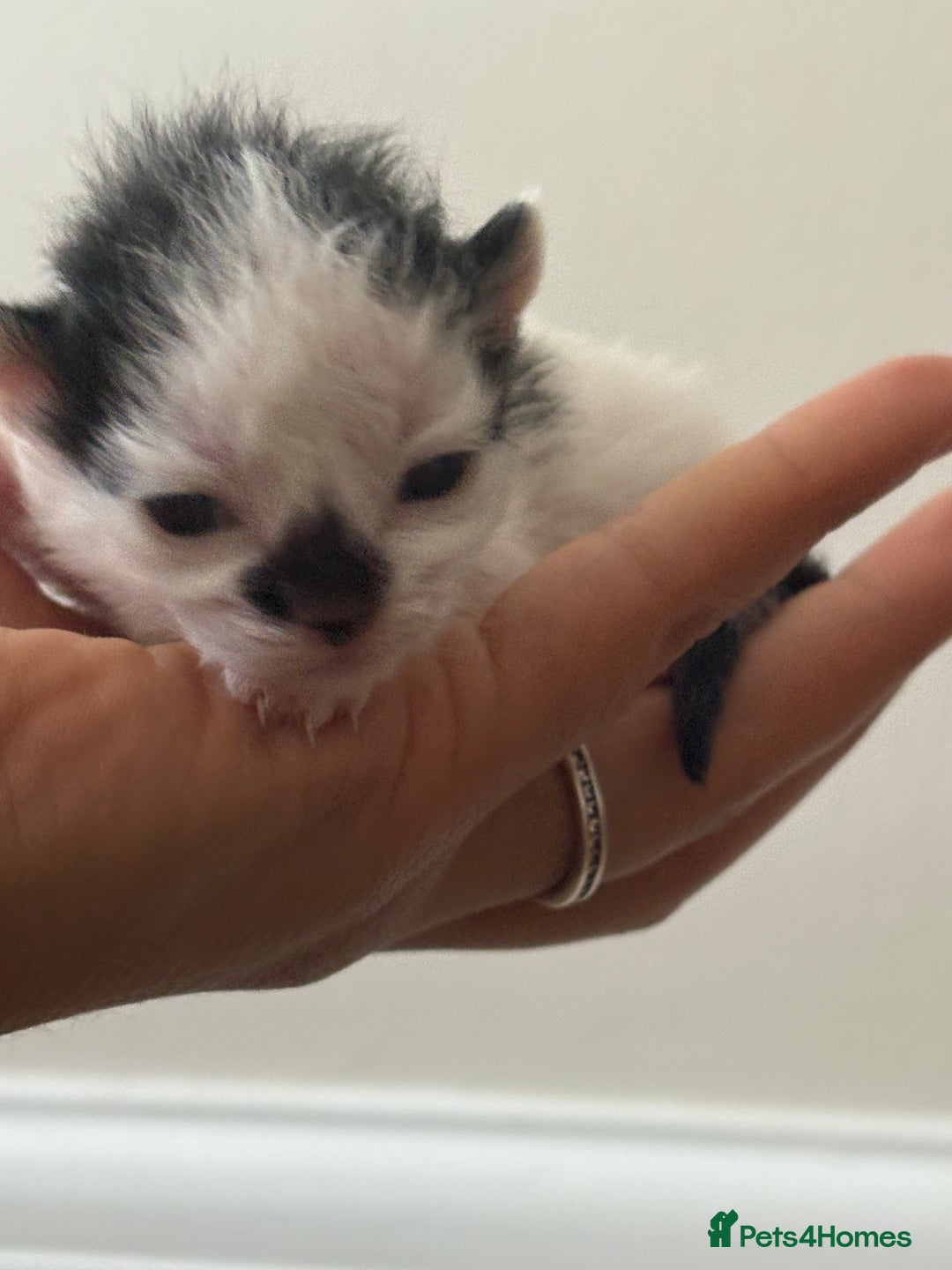 Mixed Breed cats for sale: Seven Tiny Adventures Waiting for Their Families - Advert 14