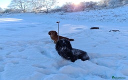 Cocker Spaniel dogs for sale: 3 boys left - Outstanding working cocker spaniels - Image 28