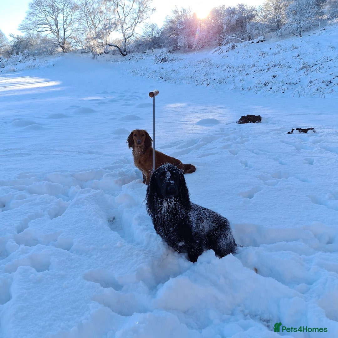 Cocker Spaniel dogs for sale: 3 boys left - Outstanding working cocker spaniels - Image 28