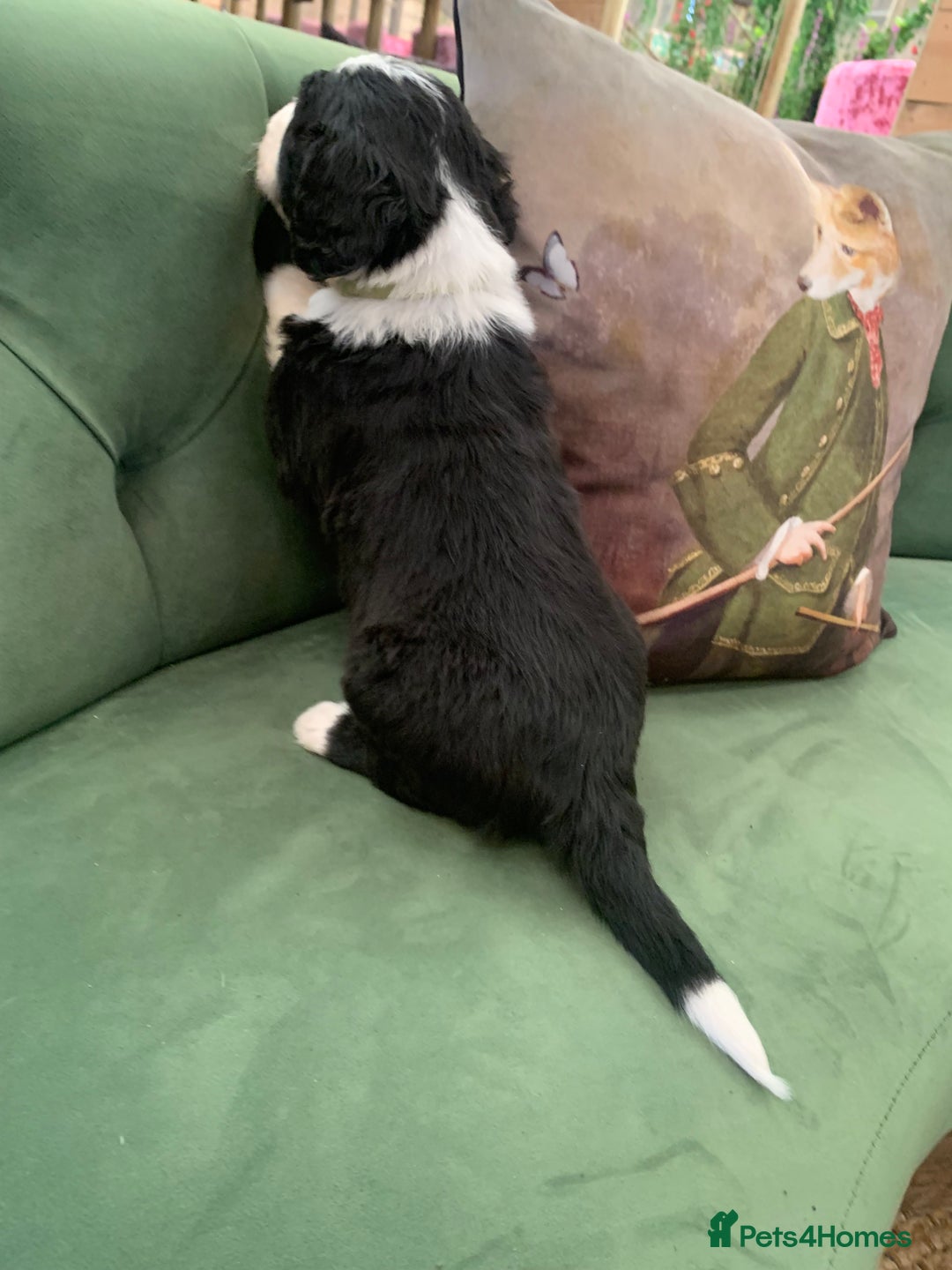 Bernedoodle dogs for sale: F1 Standard Bernedoodle Puppies LN8 - Image 22