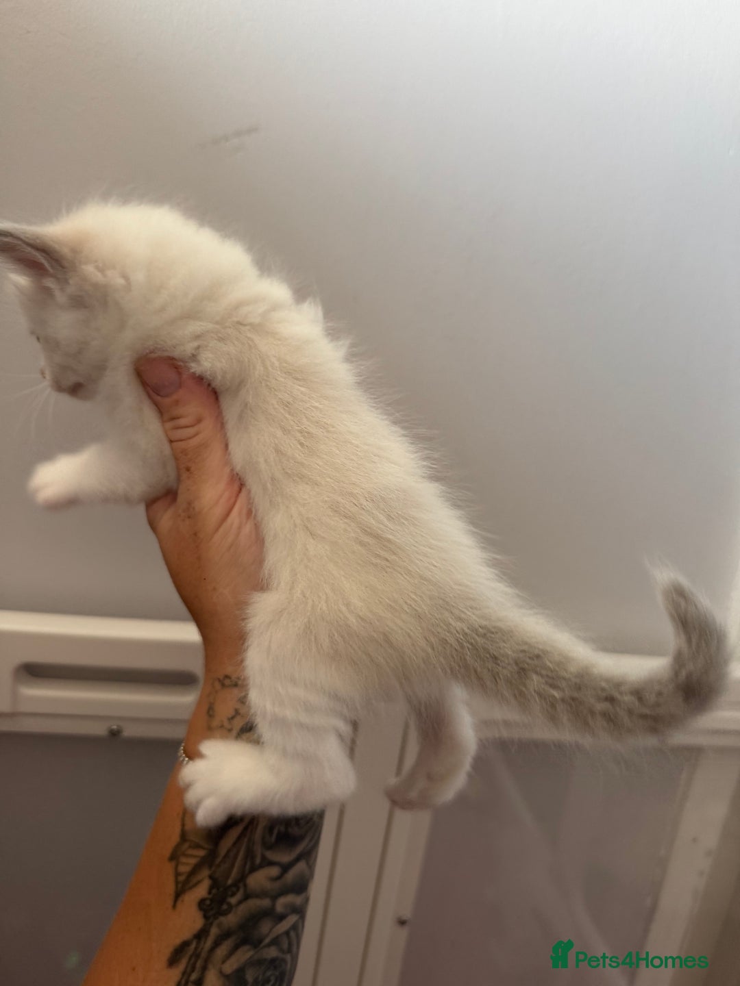 Ragdoll cats for sale: Blue bi coloured ragdoll kittens for sale  - Image 9