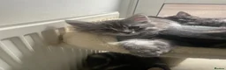 Mixed Breed cats for sale: Beautiful mixed kittens  in Grays - Advert 7