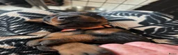 Dobermann dogs for sale: Just 3 puppies still available for reservation.  - Advert 9