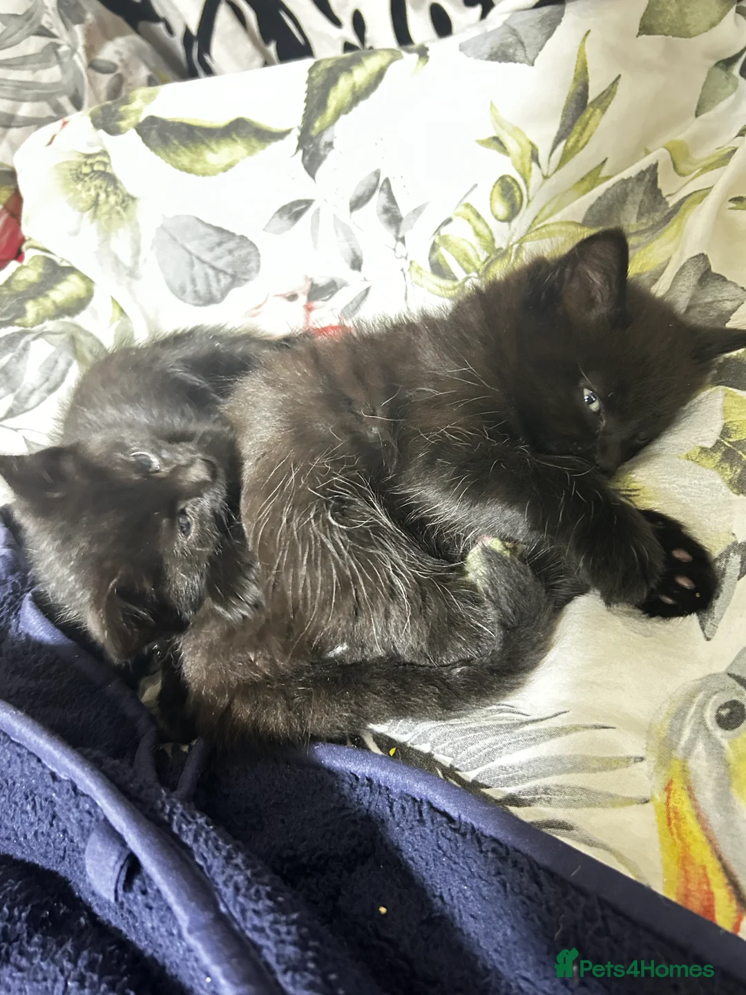 Turkish Van cats for sale: Kittens turkish Van  - Advert 7