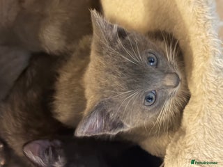 Mixed Breed cats Half ragdolls cuddly, 2 girls left, ready now - Advert 11