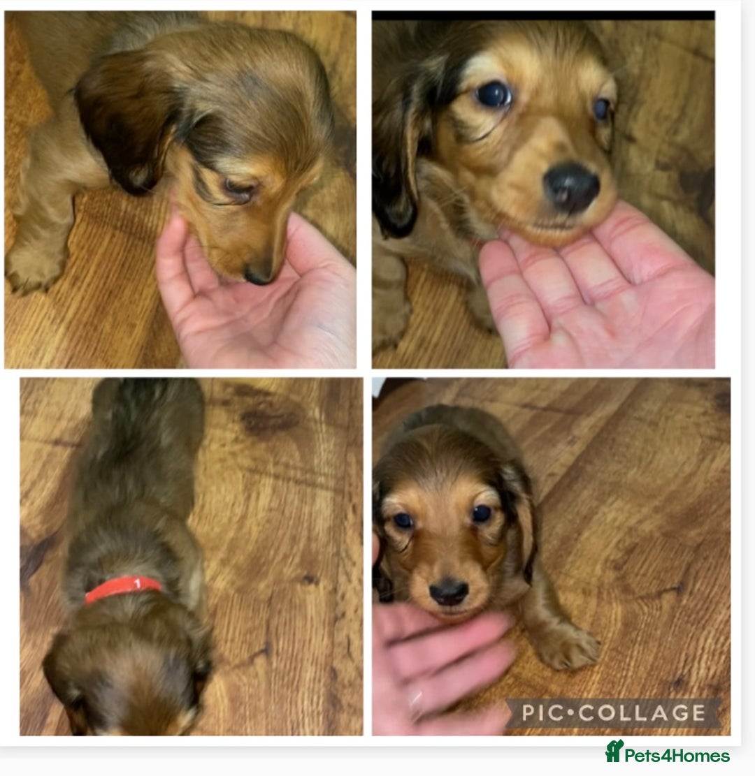 Miniature Dachshund dogs for sale: 5 miniature Dachshund puppies in Doncaster - Advert 4