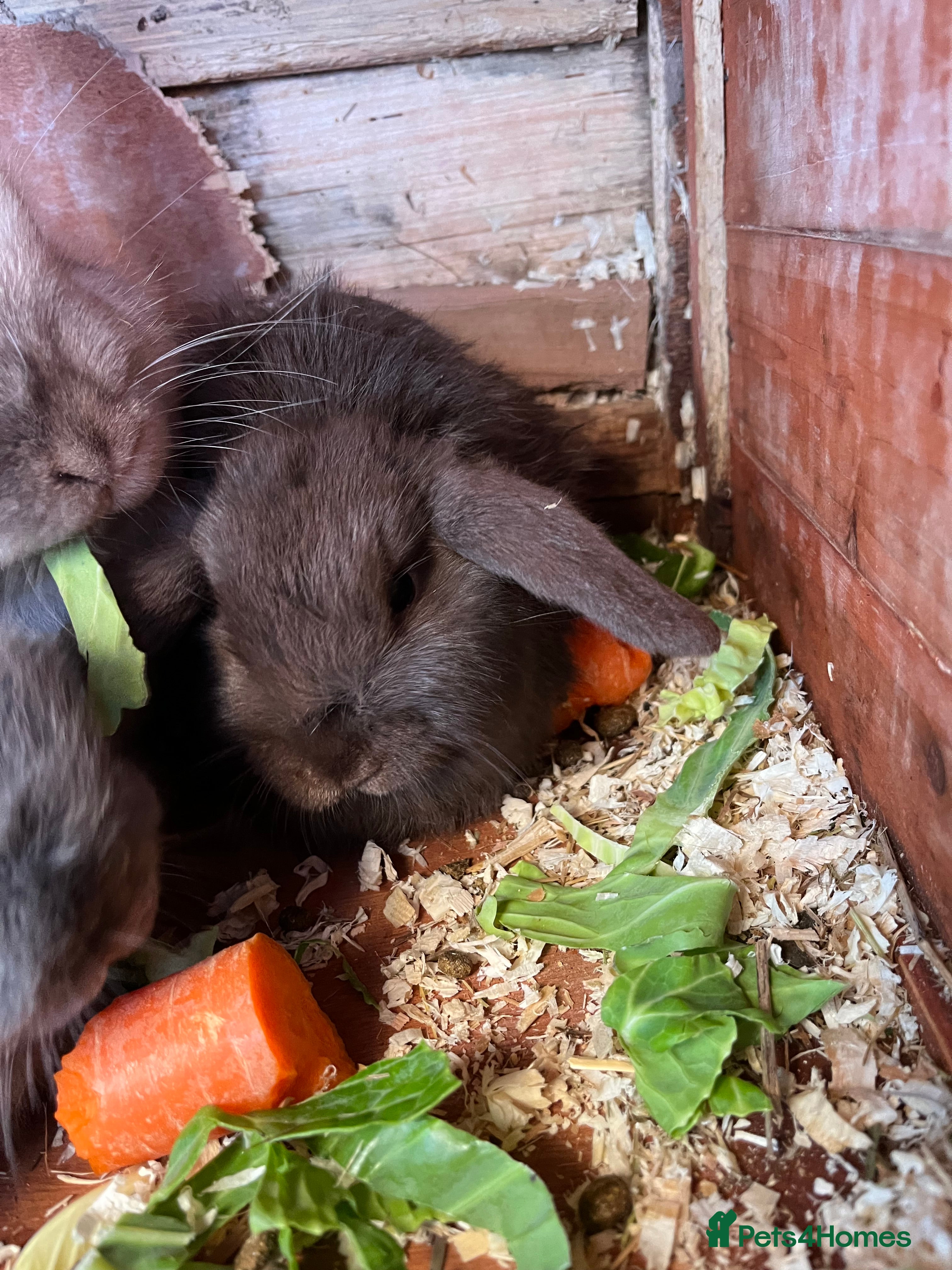 Mini Lop rabbits Mini lops for sale  - Advert 3
