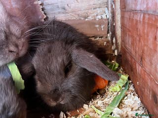 Mini Lop rabbits Mini lops for sale - Advert 15