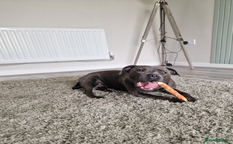 Staffordshire Bull Terrier dogs - Advert 2