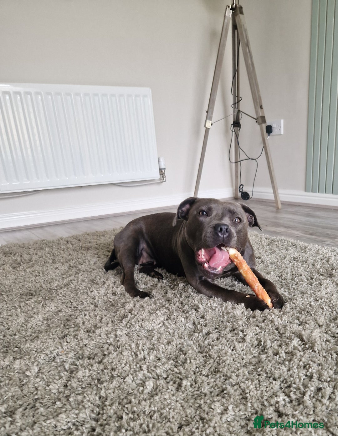 Staffordshire Bull Terrier dogs for sale: 14 Month old blue staffy - Image 1