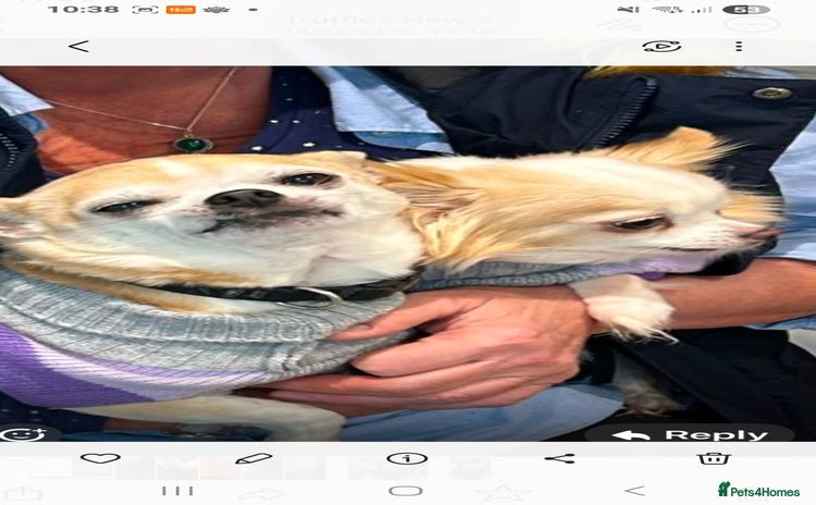 Chihuahua dogs - Advert 2