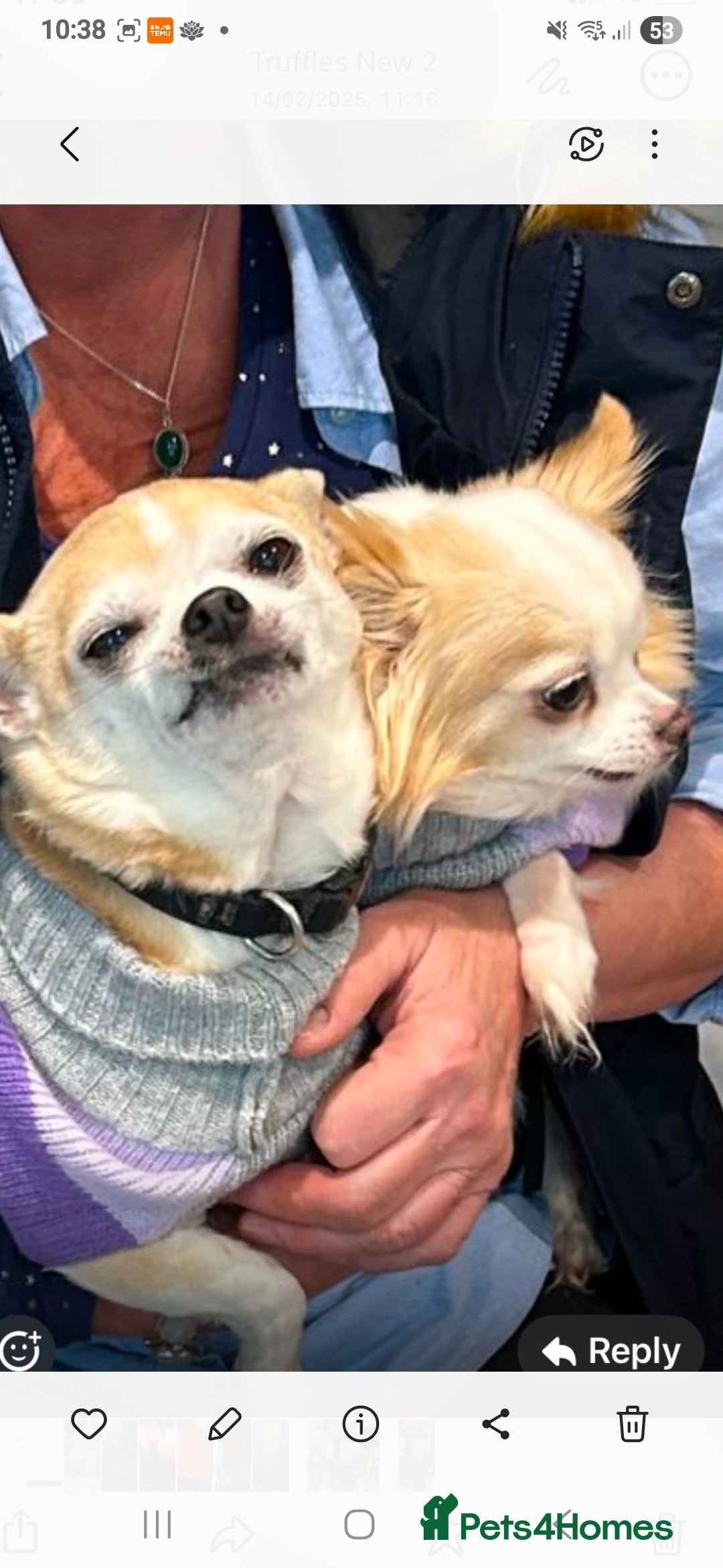Chihuahua dogs for sale: Chihuahuas  - Image 1