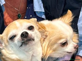 Chihuahua dogs - Advert 5