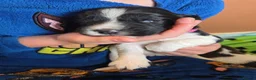 English Springer Spaniel dogs for sale: English Springer Spaniels  - Advert 3