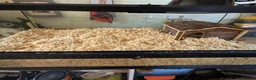 Python Snake reptiles for sale: Albino hognose and full 3 ft viv set up  in Colchester - Advert 4