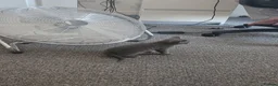 Russian Blue cats for sale: Two male russian blue cats for sale - Advert 8